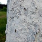 dlaczego-wybielac-drzewa-jesienia-glowny-blad-ogrodnikow-ktory-niszczy-kore.jpg